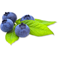 Blueberry Transparent Picture