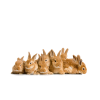 Easter Rabbit File