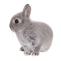 Easter Rabbit Transparent
