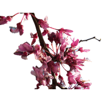 Cherry Blossom Transparent Image