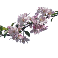 Cherry Blossom File