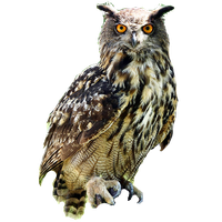 Owl Free Download