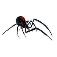 Black Widow Spider File