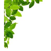 Leaf Frame Image