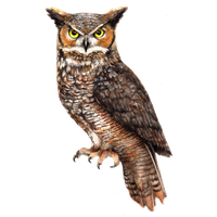 Owl File