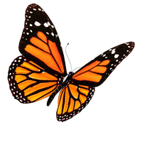 Flying Butterflies Transparent Image