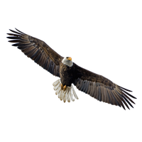 Flying Eagle Image