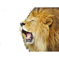 Lioness Roar Picture