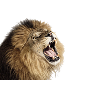 Lioness Roar Photo