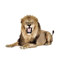 Lioness Roar