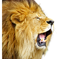 Lioness Roar Free Download