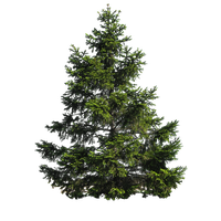 Fir-Tree Transparent Background