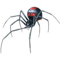 Black Widow Spider Transparent