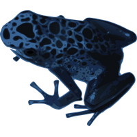 Azureus Frog
