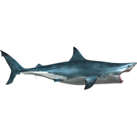 Shark Transparent Picture