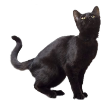 Black Cat Free Download