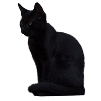 Black Cat Picture