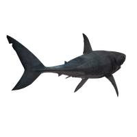 Shark Transparent Image