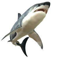 Shark Picture