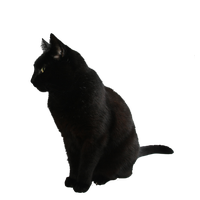 Black Cat Transparent Background