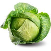 Cabbage Family Vegetable