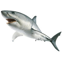 Shark Image