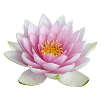 Lotus Image