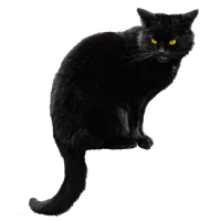 Black Cat File
