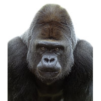 Gorilla Transparent Image