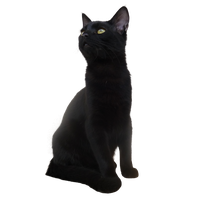 Black Cat Transparent Picture