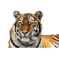Tiger Face Clipart