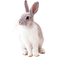 White Rabbit Image