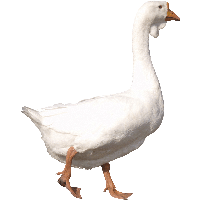 Goose Png Image