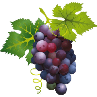 Grape Png Image Download Picture