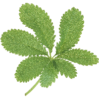 Green Leaf Png