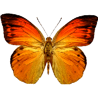 Orange Butterfly Png Image Butterflies Download
