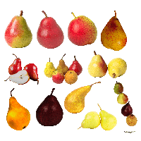 Pears Clipart Png Image