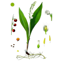 Lily Of The Valley Transparent Image