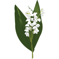 Lily Of The Valley Hd