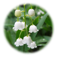 Lily Of The Valley Transparent Background