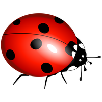 Cartoon Ladybug
