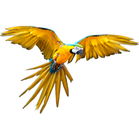 Flying Parrot File