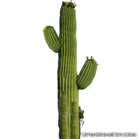 Cactus Transparent