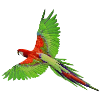 Parrot Photos