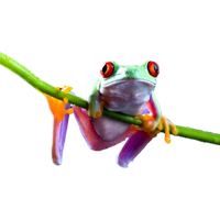 Frog Transparent Image