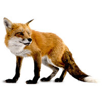 Fox Transparent Background