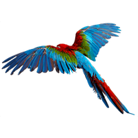 Flying Parrot Transparent Background