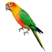 Parrot File
