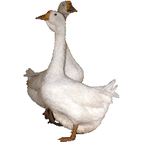Goose Png Image