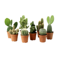 Cactus Plant Clipart
